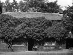 Box 4-62 Kirkstall Morris Lane cottage June 1887 Godfrey Bingley