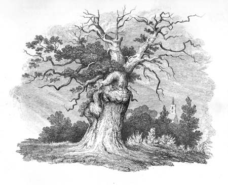 Original Oak Headingley